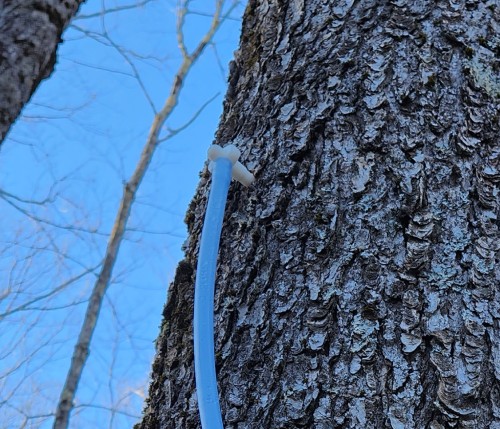 Tapping tree