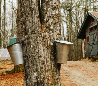 Collecting sap